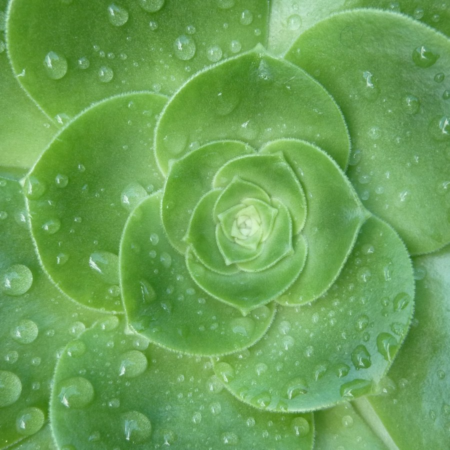 Macro detail of a succulent rosette, the Just Bree K brand mark