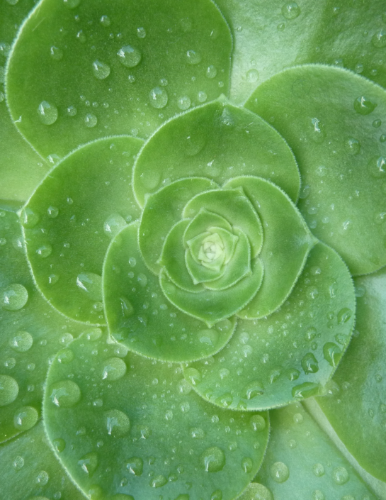 Water droplets on the leaves of the JBK succulent